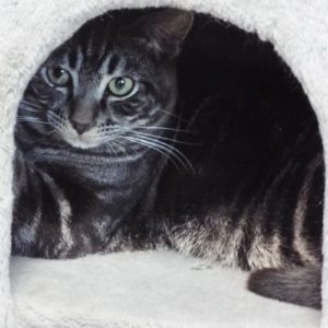 Picture of Jango
