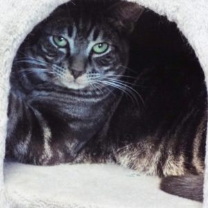 Picture of Jango