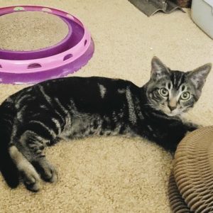 Picture of Jango