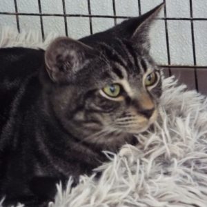 Picture of Jango
