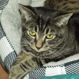 Picture of Jango
