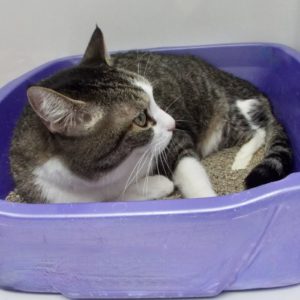 Picture of Lunar