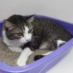 Picture of Lunar
