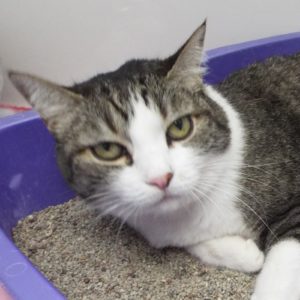 Picture of Lunar