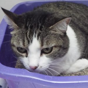 Picture of Lunar