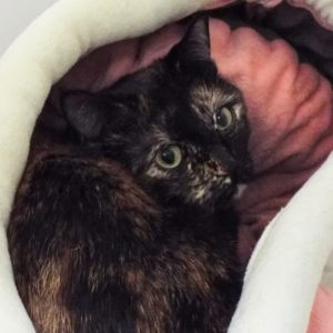 Picture of Nala Lala