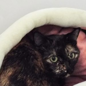 Picture of Nala Lala