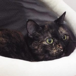 Picture of Nala Lala
