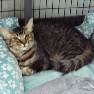 Picture of Peanut