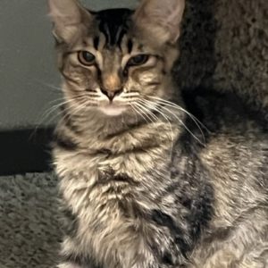 Picture of Peanut