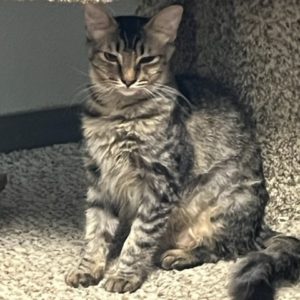 Picture of Peanut