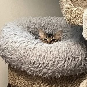 Picture of Peanut