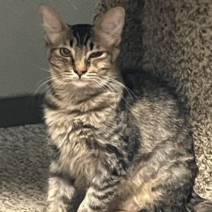 Picture of Peanut
