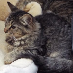 Picture of Peanut