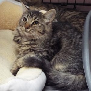 Picture of Peanut