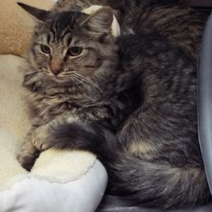 Picture of Peanut