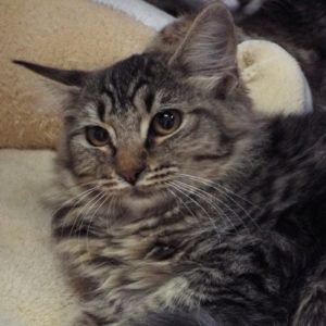 Picture of Peanut