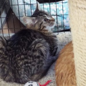 Picture of Peanut