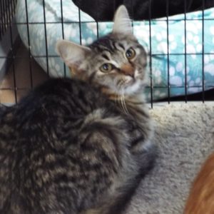 Picture of Peanut
