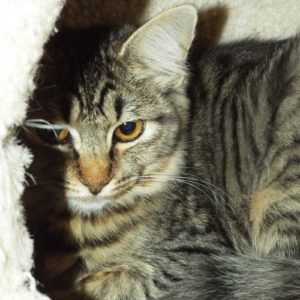 Picture of Peanut