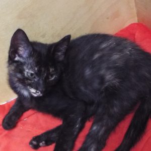 Picture of Princess