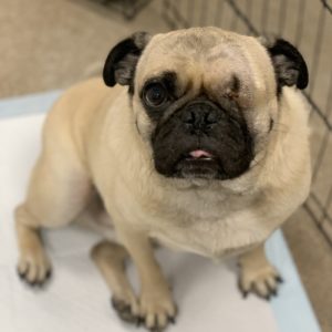 Picture of Pugsby
