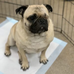 Picture of Pugsby