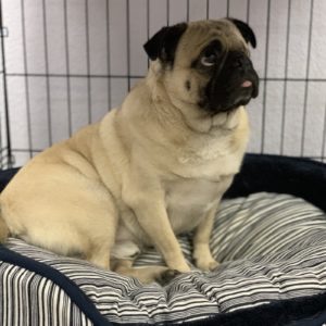 Picture of Pugsby