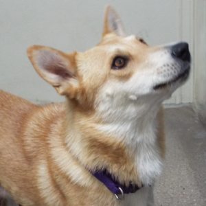 Picture of Queenie