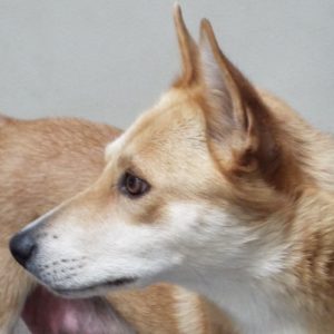 Picture of Queenie