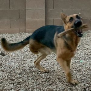 Picture of Ranger