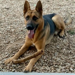 Picture of Ranger