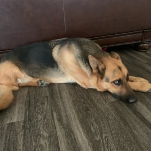 Picture of Ranger