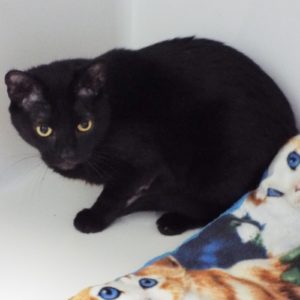 Picture of Rogue