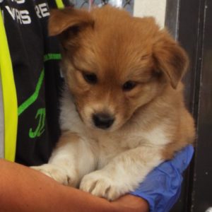 Picture of Sleepy