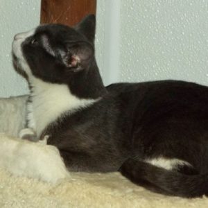 Picture of Slinky