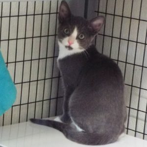 Picture of Slinky