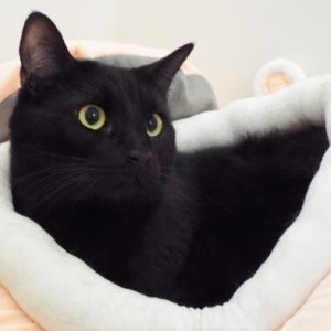 Picture of Sphynx