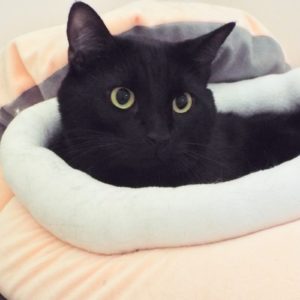 Picture of Sphynx