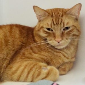 Picture of Sunny