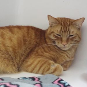 Picture of Sunny