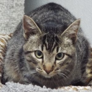 Picture of Vader