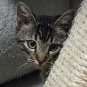 Picture of Vader