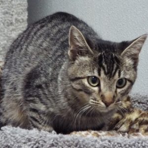 Picture of Vader