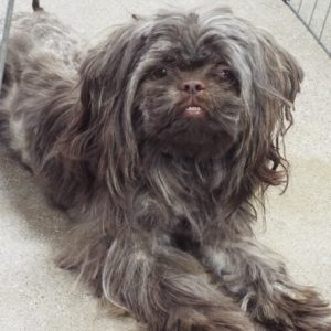 Picture of Alfredo