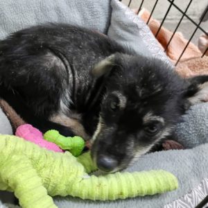 Picture of Bandit