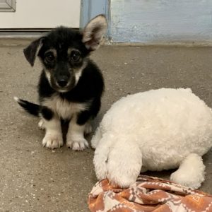 Picture of Bandit