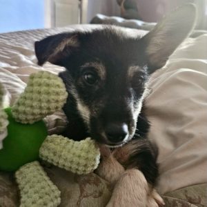 Picture of Bandit