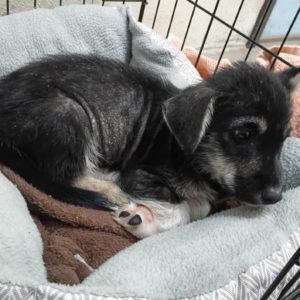 Picture of Bandit