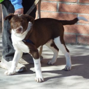 Picture of Basil